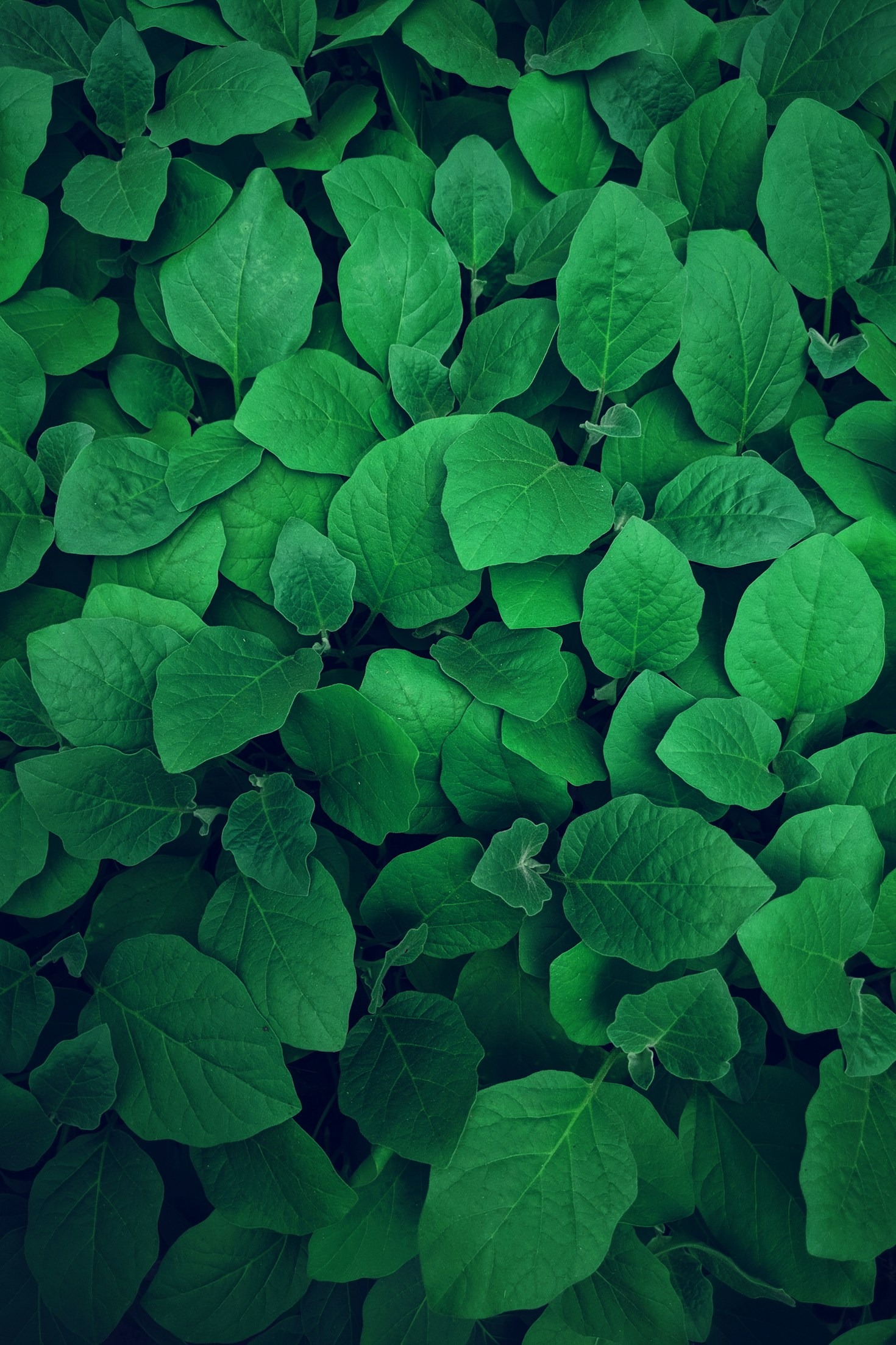 10 Ways to Plan an Eco-Friendly Funeral